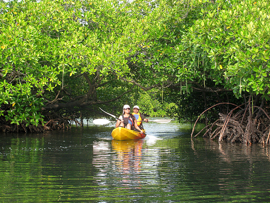 Kayaking at Elephant Beach through mangrove forests