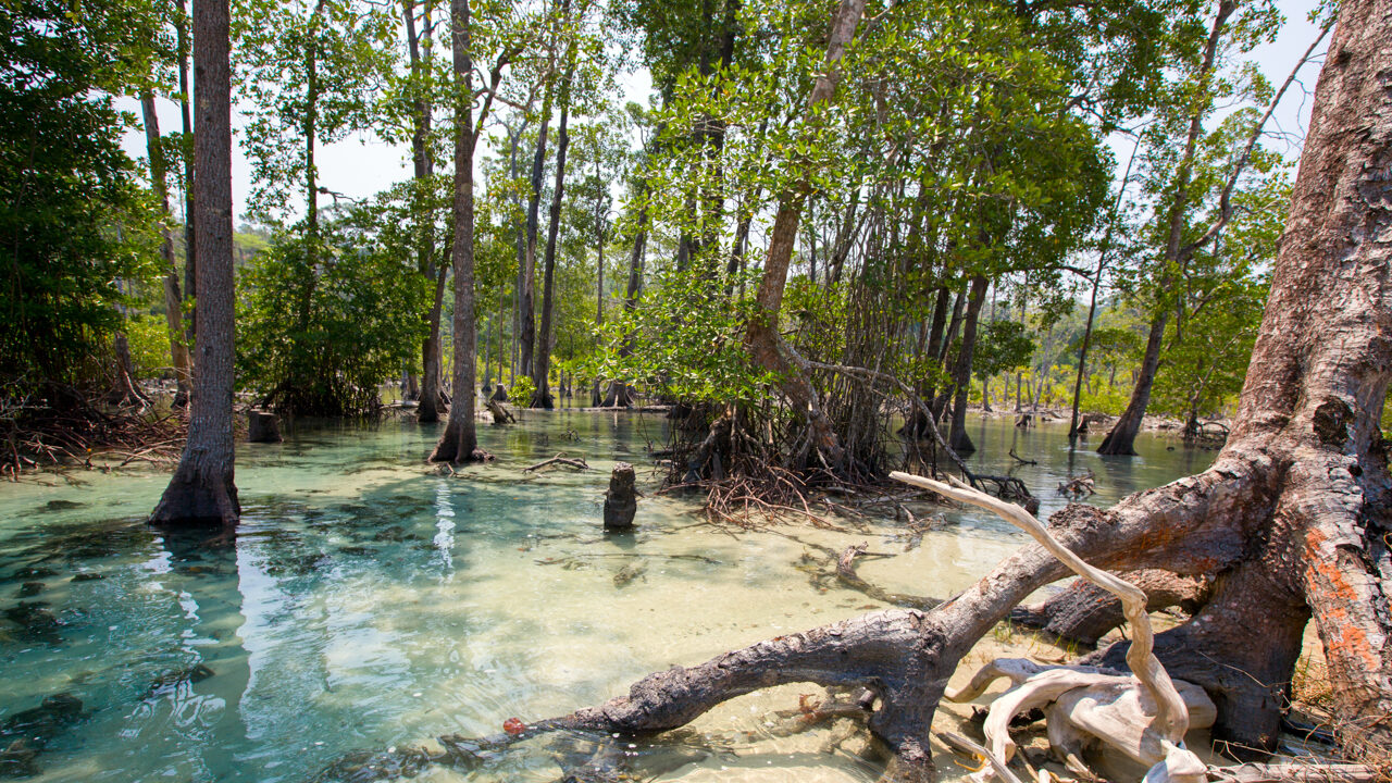 Mangroves near Elephant Beach