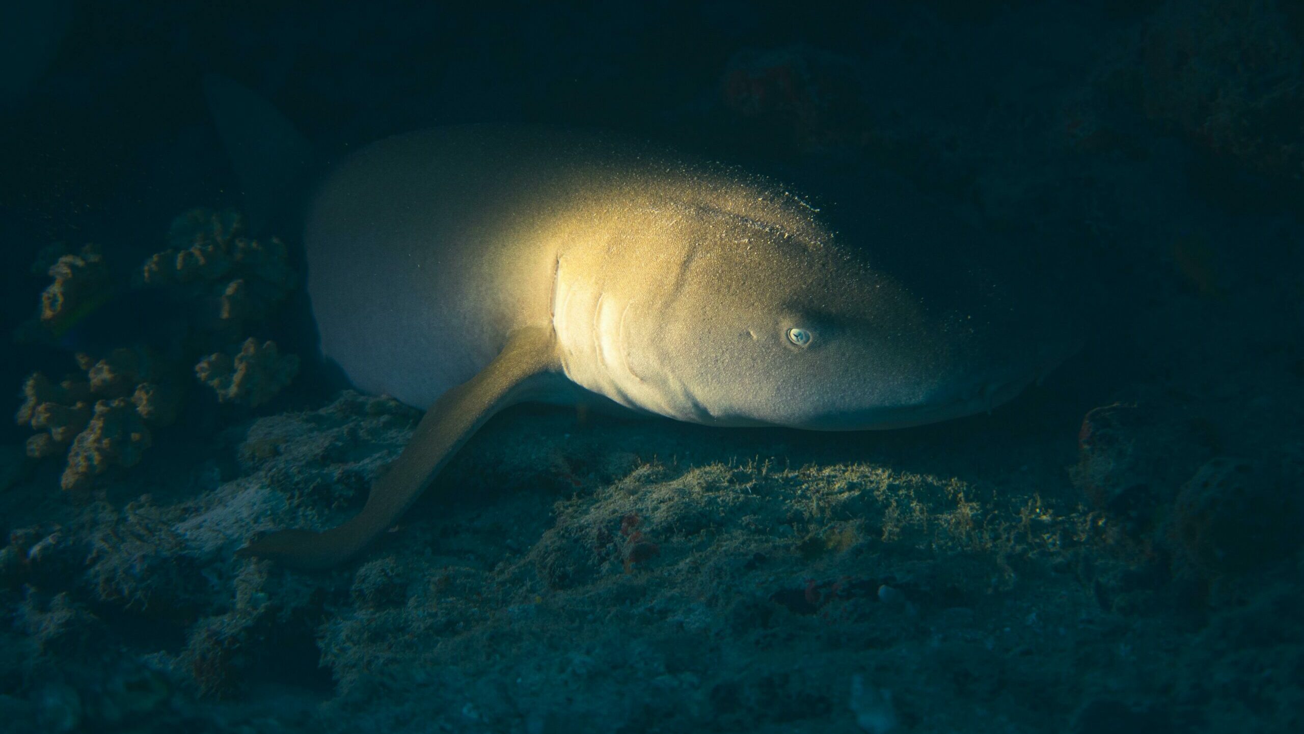 night scuba diving