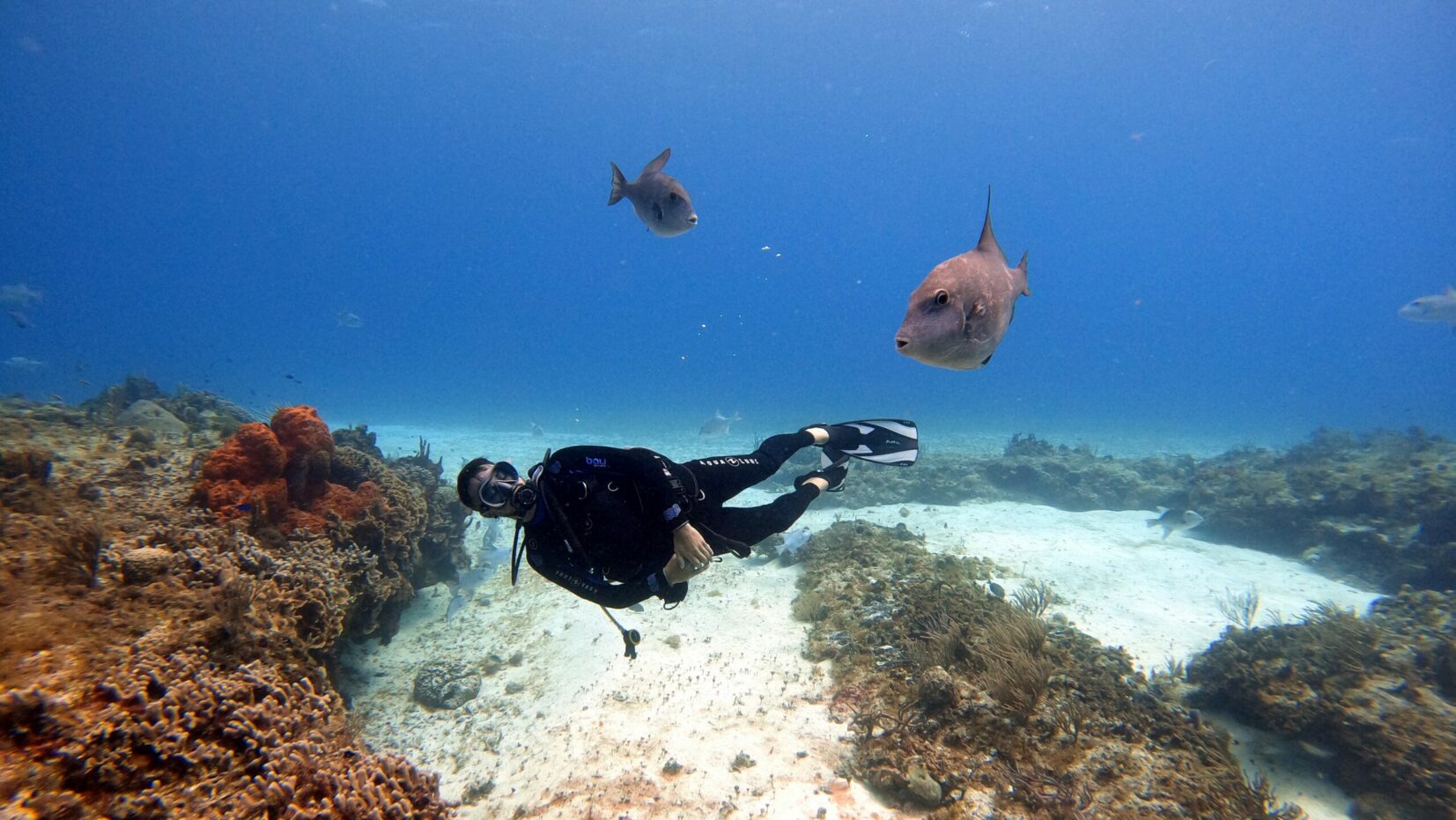 Scuba diving in Port Blair