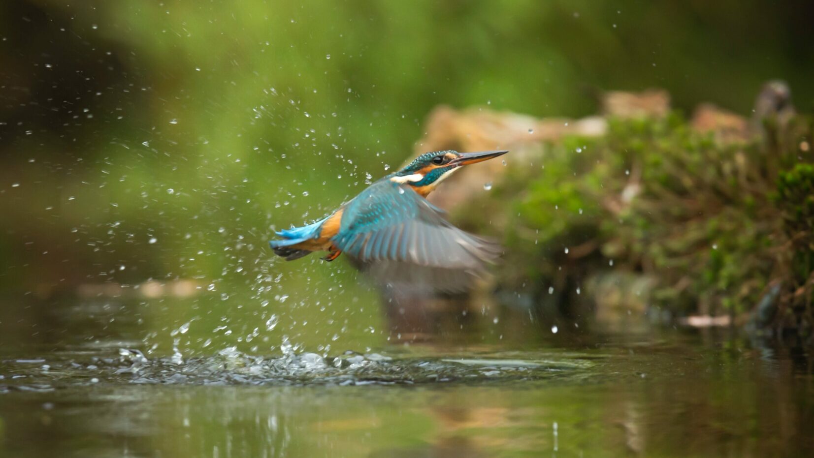 Birds of Andaman Island