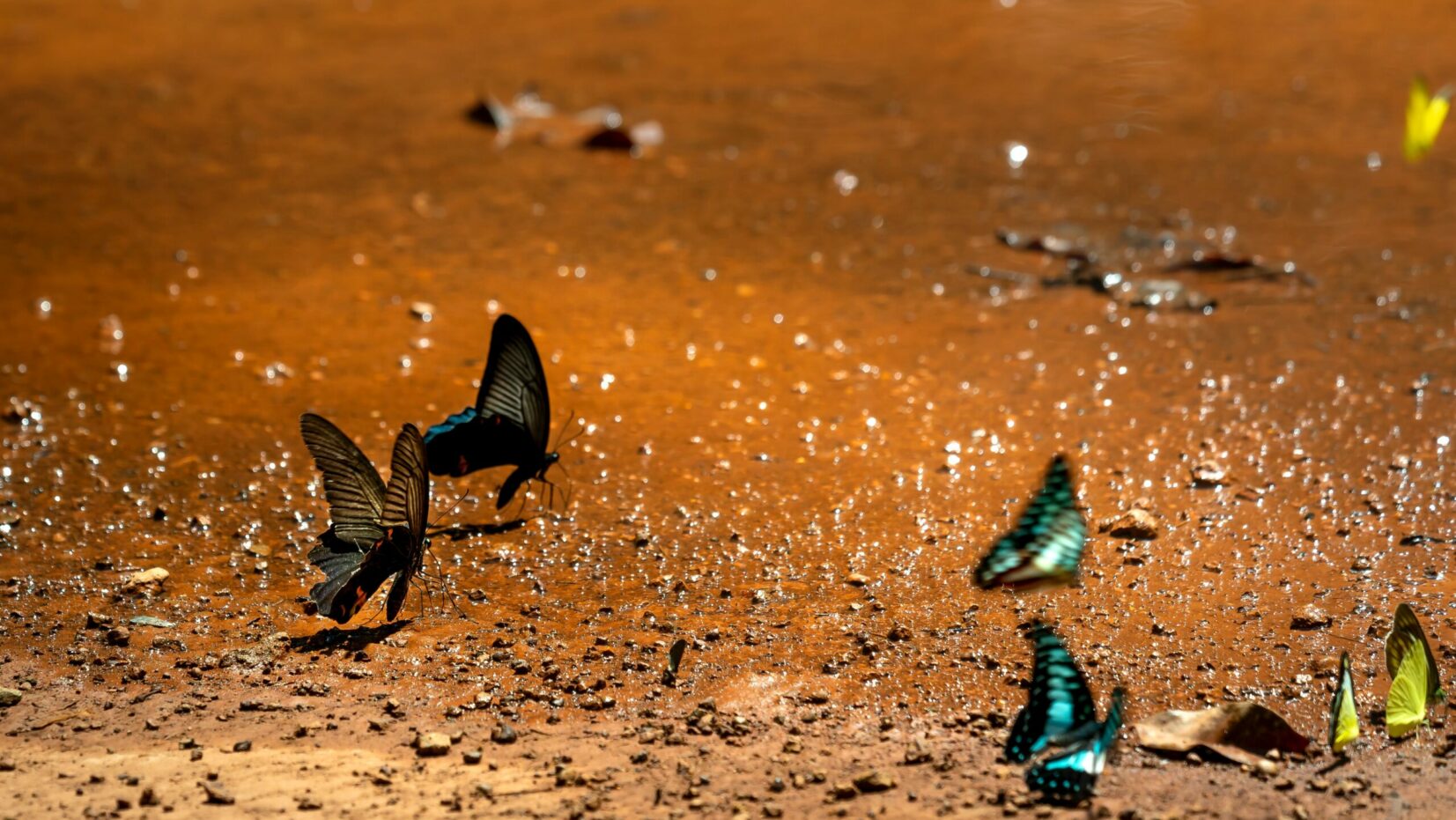 Butterfly garden in Mount Harriet national Park