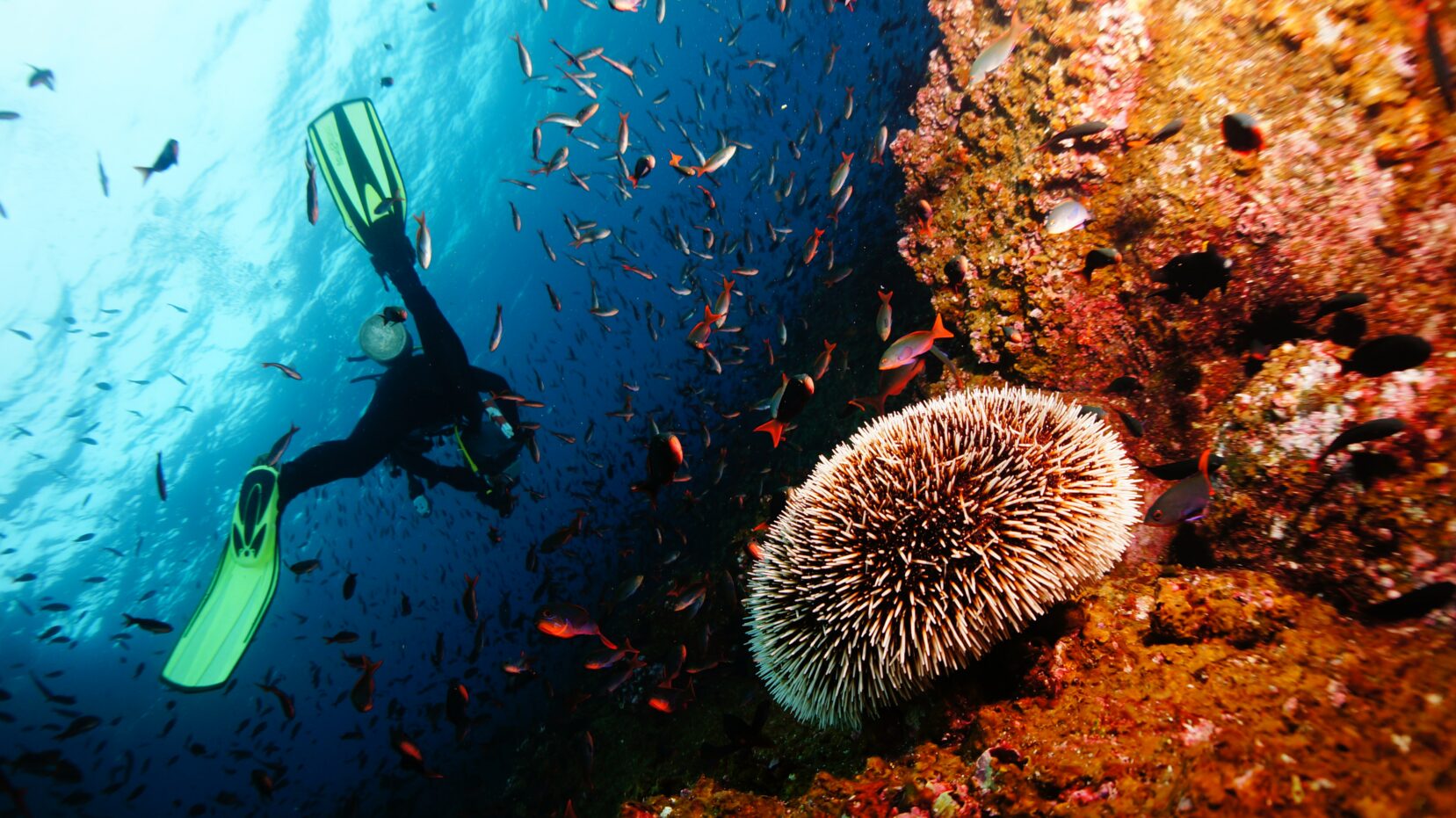 Scuba Diving in Andaman Islands - The Complete Guide