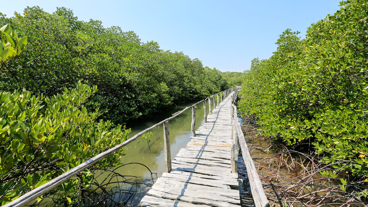 Dhani Nallah Mangrove Walkway