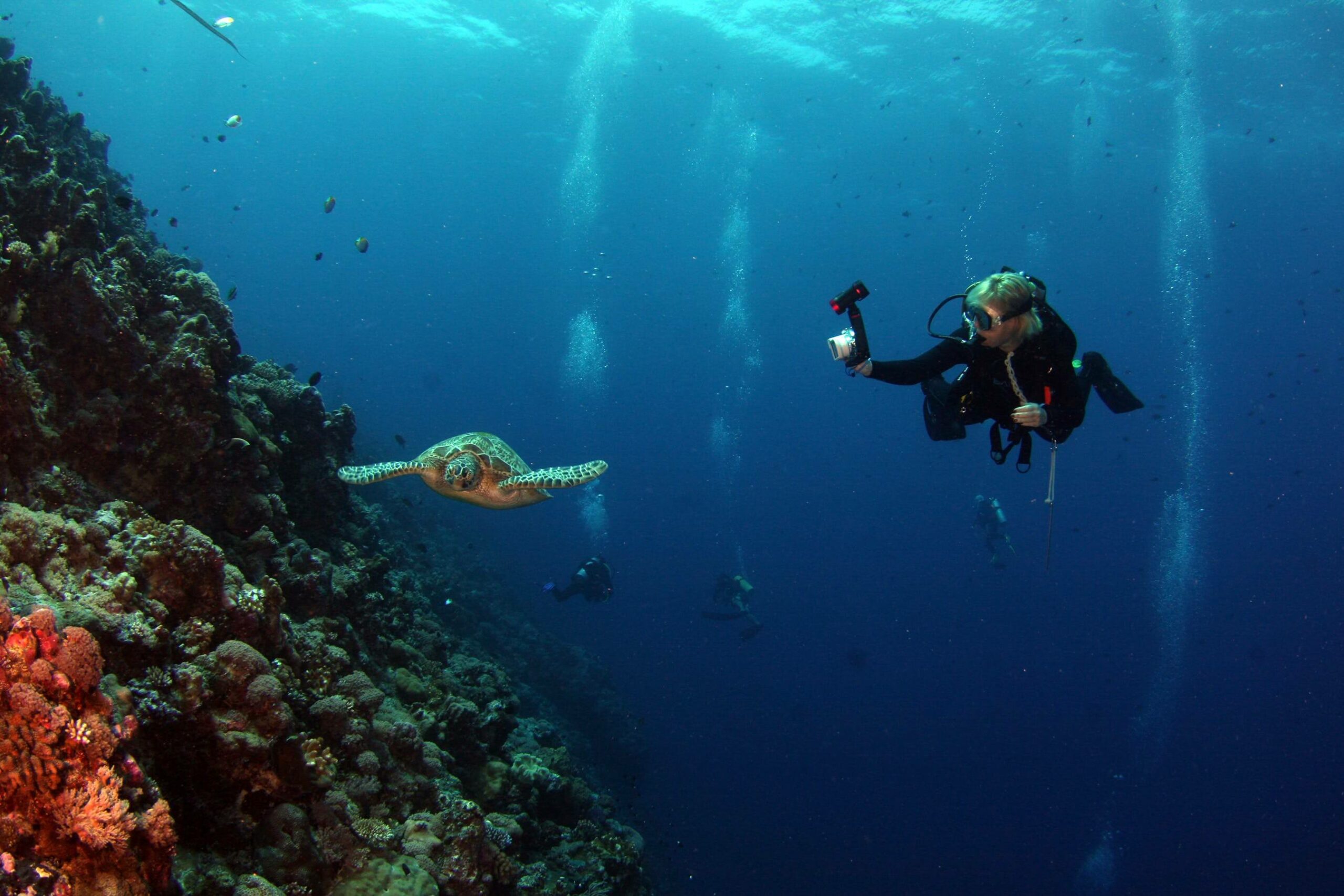 scuba diving things to do in havelock