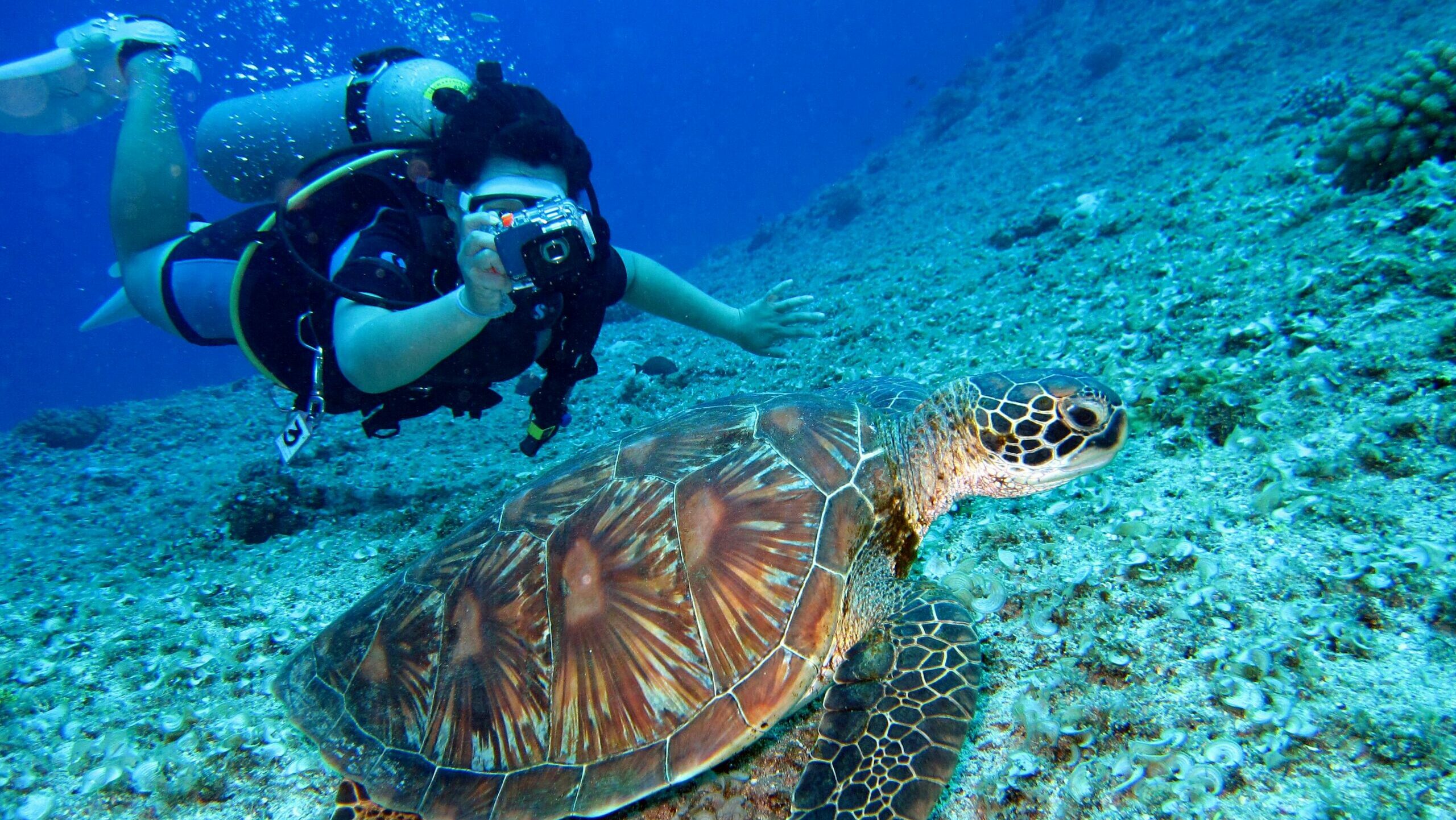 A scuba diver clicking the picture of a turtle underwater.